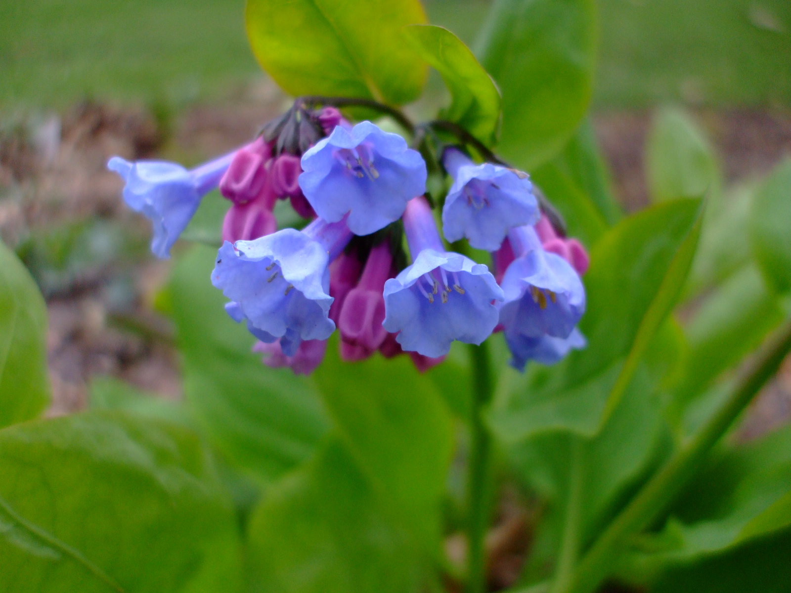 Mertensia virginica